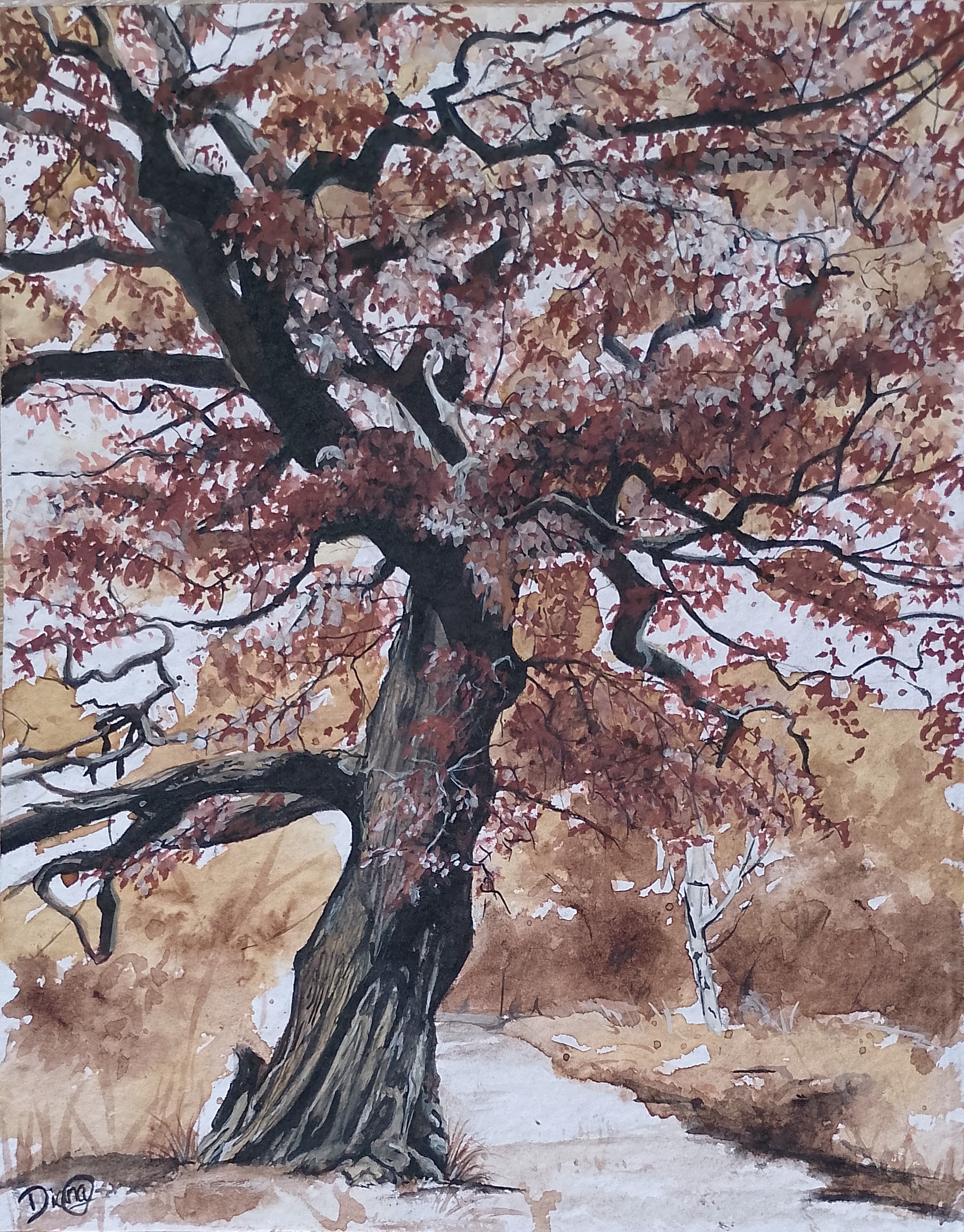 IMG_Wandering through Sherwood.jpg